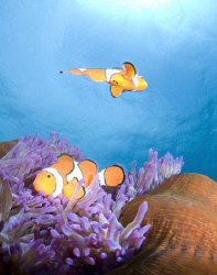 A close focus wide angle shot of clownfish.  Taken with a... by Cal Mero 